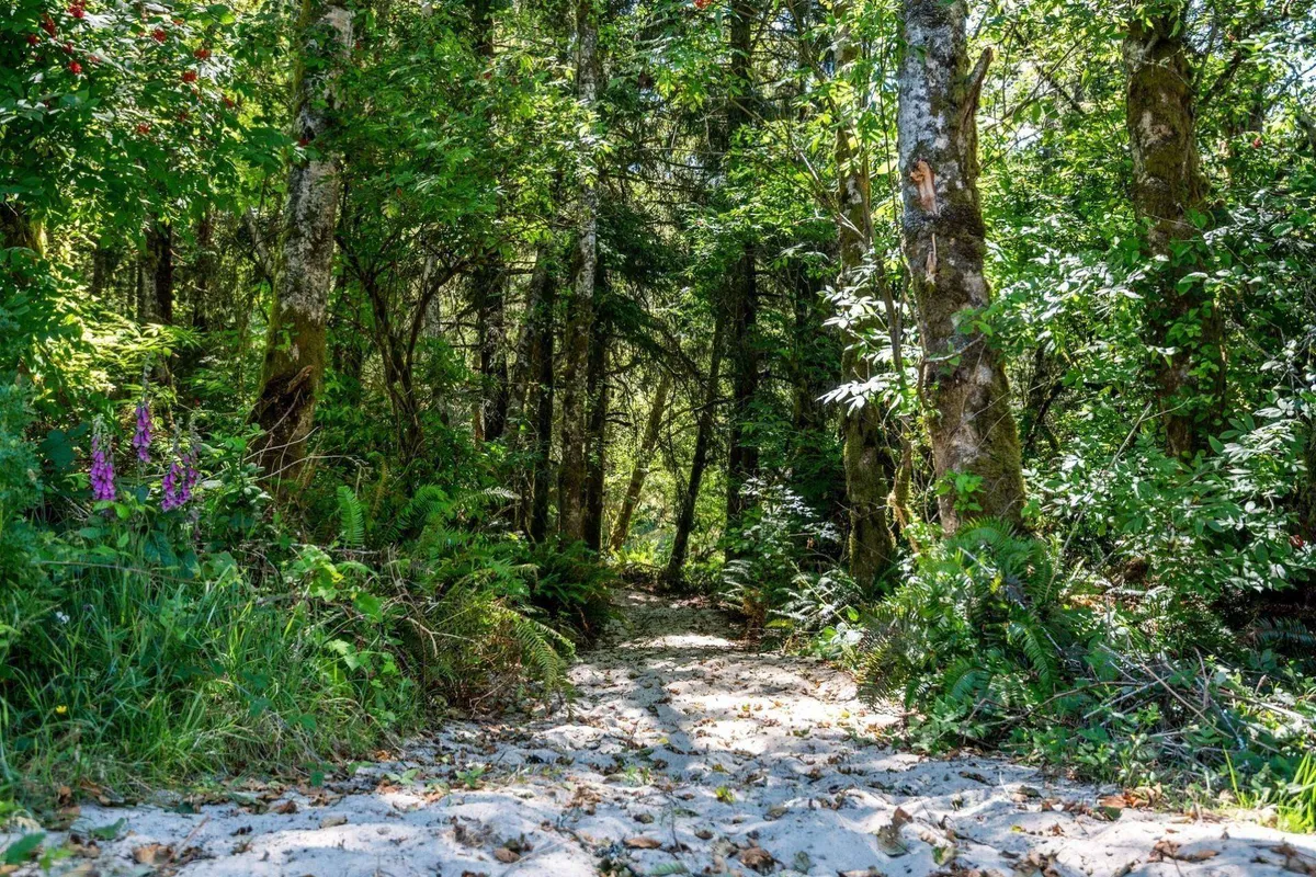 A serene dirt path winds through lush green foliage and vibrant flowers, inviting exploration and immersion in the natural environment. The peaceful mood suggests opportunities for birdwatching, hiking, or quiet reflection outdoors.